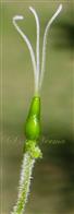  Pistil